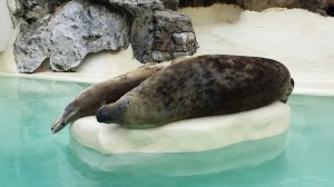 focas dormilonas